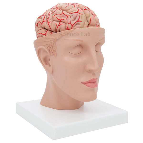 Human Brain Model in Head